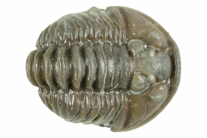 Fossil Flexicalymene Trilobite - Mt Orab, Ohio #380305